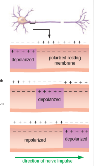 <p><strong>many</strong> <strong>action potentials </strong>in a row</p><p>stimulus triggers first action potential → generates depolarization → triggers next depolarization → and so on</p>