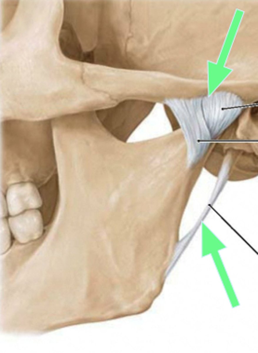 <p>- ligament running from the styloid process to the angle of the mandible</p>