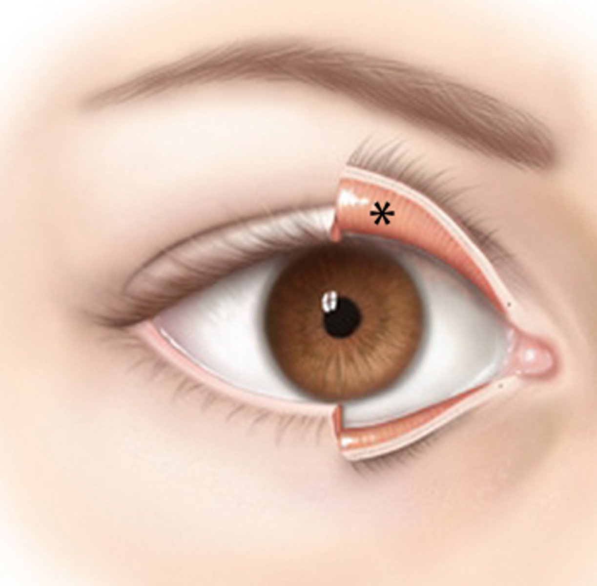 <p>Thin mucous membranes covering the inner wall of the eyelid and the anterior eye surface.</p><p>It keeps the front surface of the eyelids moist.</p>