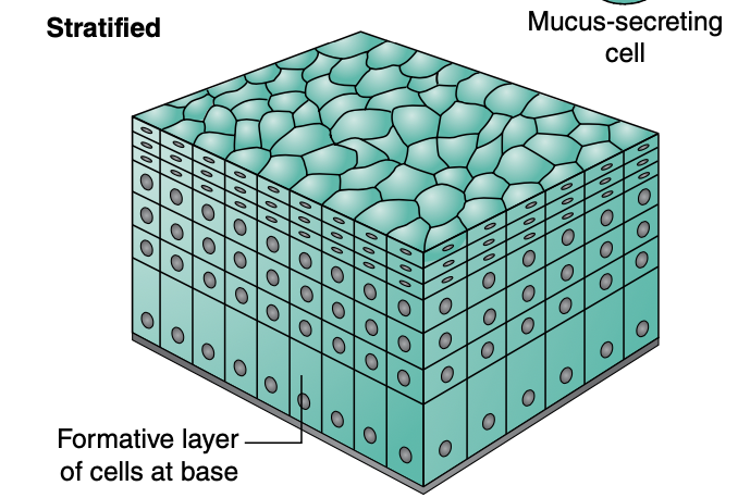 <p>Stratified epithelium is ____ and found in ___</p>