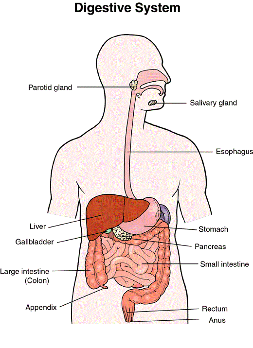 <p>esophagus</p>