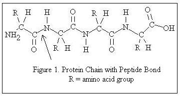 <p>What are proteins made of?</p>