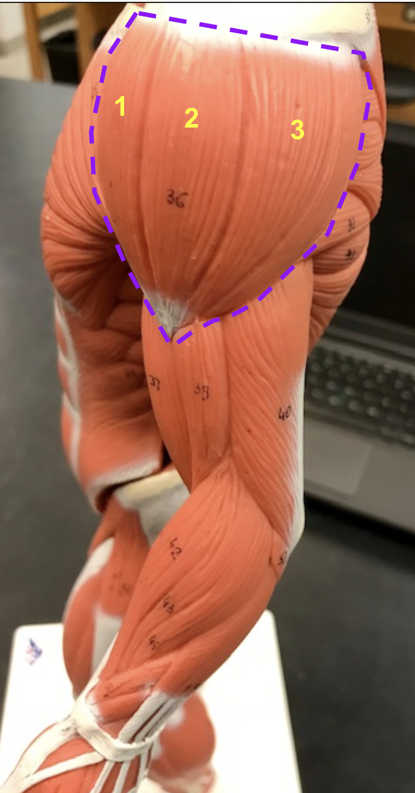 <p>Identify structure, function, origin, and insertion of the outlined portion</p>