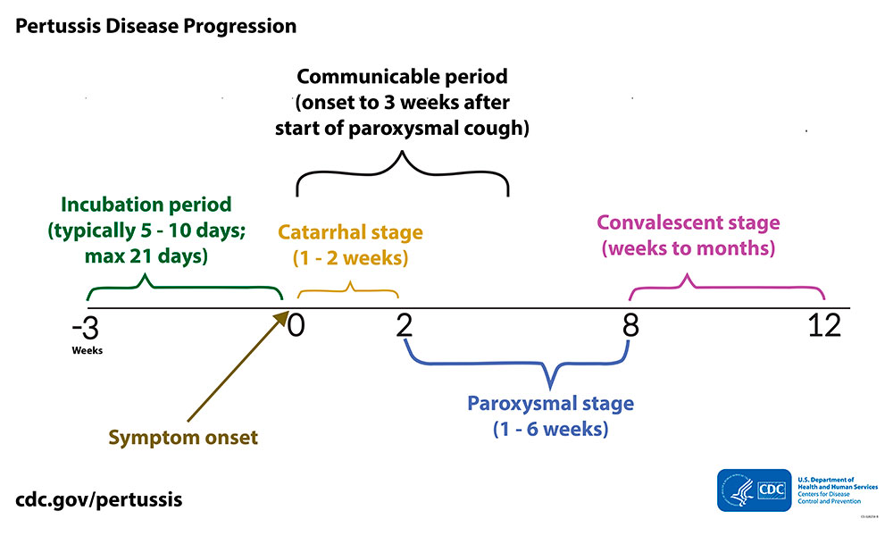 <p>What is occurring during the <strong>catarrhal </strong>phase and <strong>paroxysmal </strong>stages?</p>