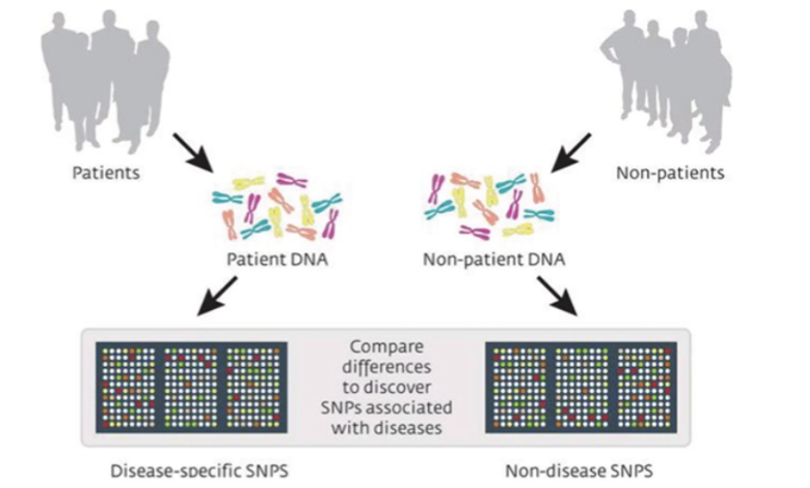<p><strong>A:</strong> SNPs(single nucleotide polymorphis) associated with disease that are common in patients and uncommon in non-patients.</p>