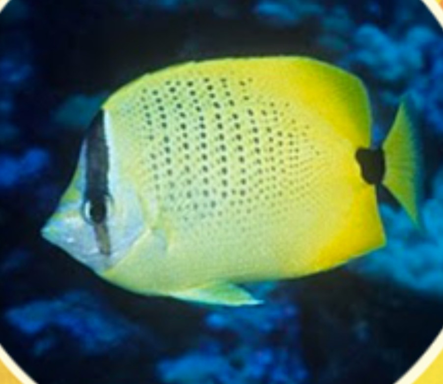 <p>Chaetodontidae family</p><p class="has-focus">Small reef crustaceans and invertebrates ,Marine worms, Tube feet of echinoderms, such as sea urchins, Fish eggs, Hydroids, Sponges, Coral polyps</p><p class="has-focus is-empty">Yellow fish with tiny black spots forming vertical stripes, black vertical eye stripe and black stripe near caudal fin</p>