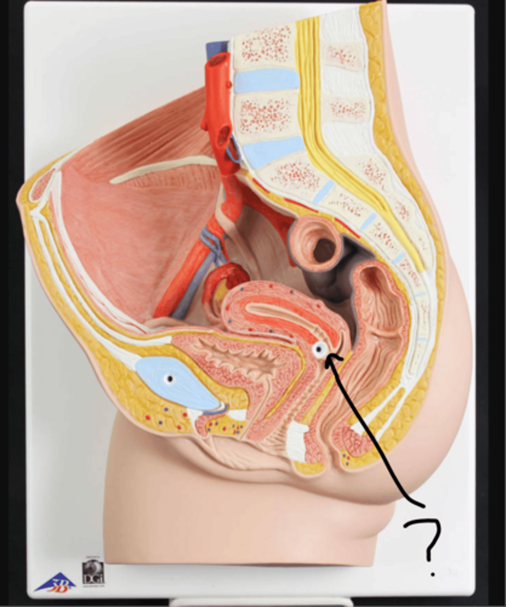 <p>name this structure</p>