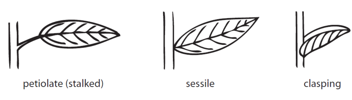 <p>Petiolate: stalk/petiole</p><p>Sessile: no petiole</p><p>Clasping: leaf grabs stem</p>