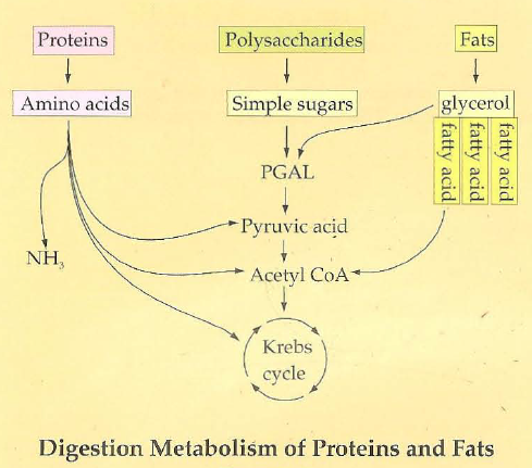 <p>Deamination -&gt; Transamination</p><p>5-10% of total energy for endurance activities could come from amino acids via this process</p>