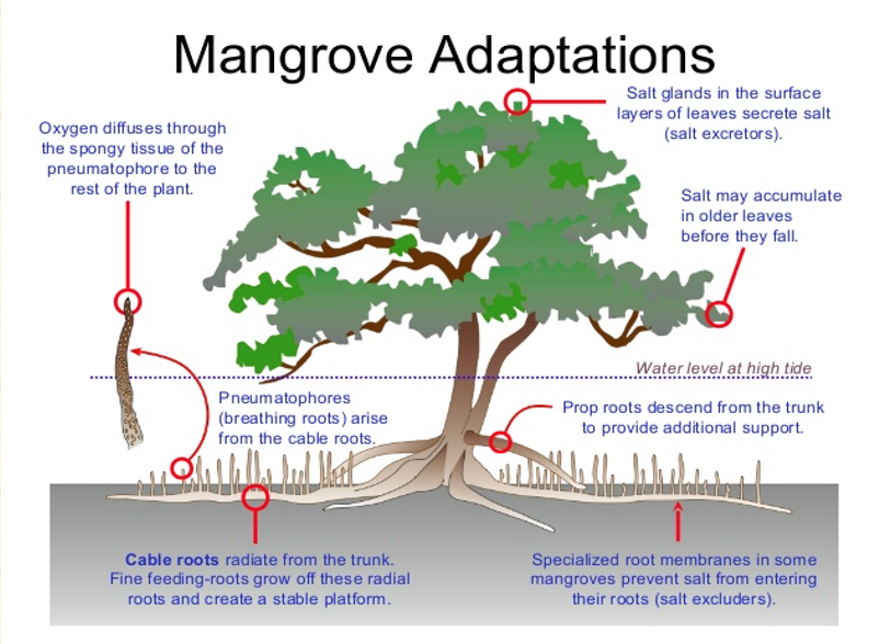 * prevent erosion into sea
* barrier from tsunamis
* sequester CO₂
* filter runoff
* provide habitat
* protect land against flooding
* improve water quality
* support fisheries + recreational resources