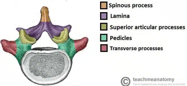 <ol><li><p>Lamina form it</p></li><li><p>Extend posteriorly</p></li></ol><p></p>