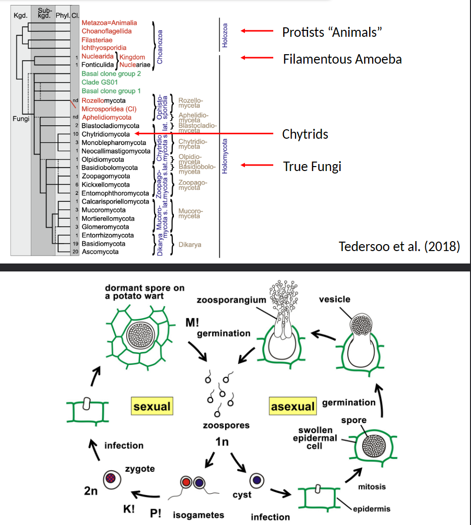 Commonly called chytrids

• Limited mycelium (rhizoids)

\
• Have swimming zoospores (the only exception in the true fungi)(the only to have swimming zoospores)

• Only a few plant parasites

• Mostly decomposers in lakes and ponds

• Major amphibian parasite

• Obligate parasites in plants

\
Two forms

• Synchytrium causes wart of potato;

• Olpidium transmits several viruses