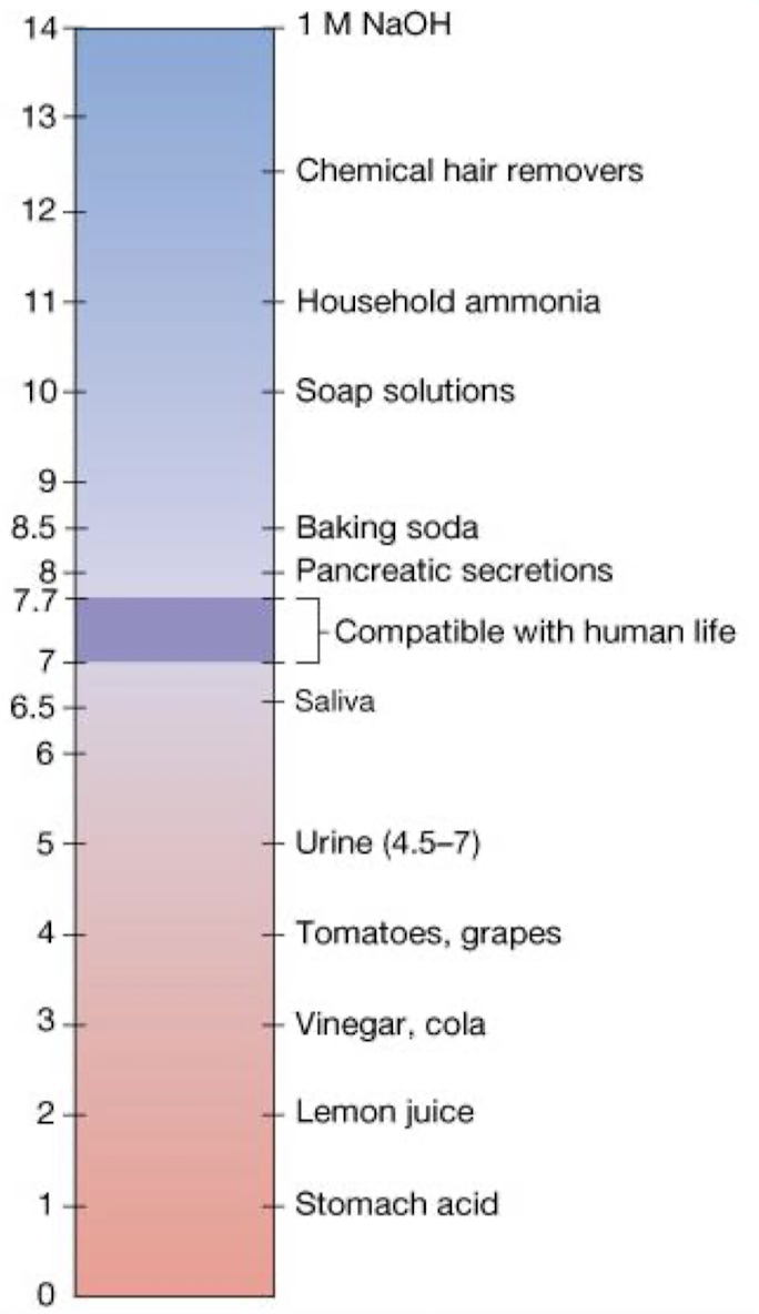 <p>molecules that can donate a proton are acids, and those that can accept them are bases</p>