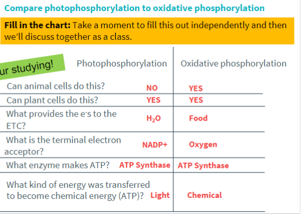 <ul><li><p>mitochondria use oxidative phosphorylation to transfer chemical energy from food into the chemical energy of ATP.</p></li><li><p>Chloroplast uses photophosphorylation to transfer light energy into the chemical energy of ATP.</p></li></ul>