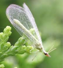 <p>Small heads, long, thin antennae, legs that start underneath thorax but reach other to look like they connect to the sides, slightly larger thorax than abdomen, which is segmented, slender, and long. Most prominent feature is the wings, which are thin and have lacy-looking veins. NOT to be confused with lace bugs. Lace bugs have wings that have larger veins and are usually circular. Neuroptera have veings that are thinner and are more squarish. Class Insecta, called lacewings and Antlions</p>