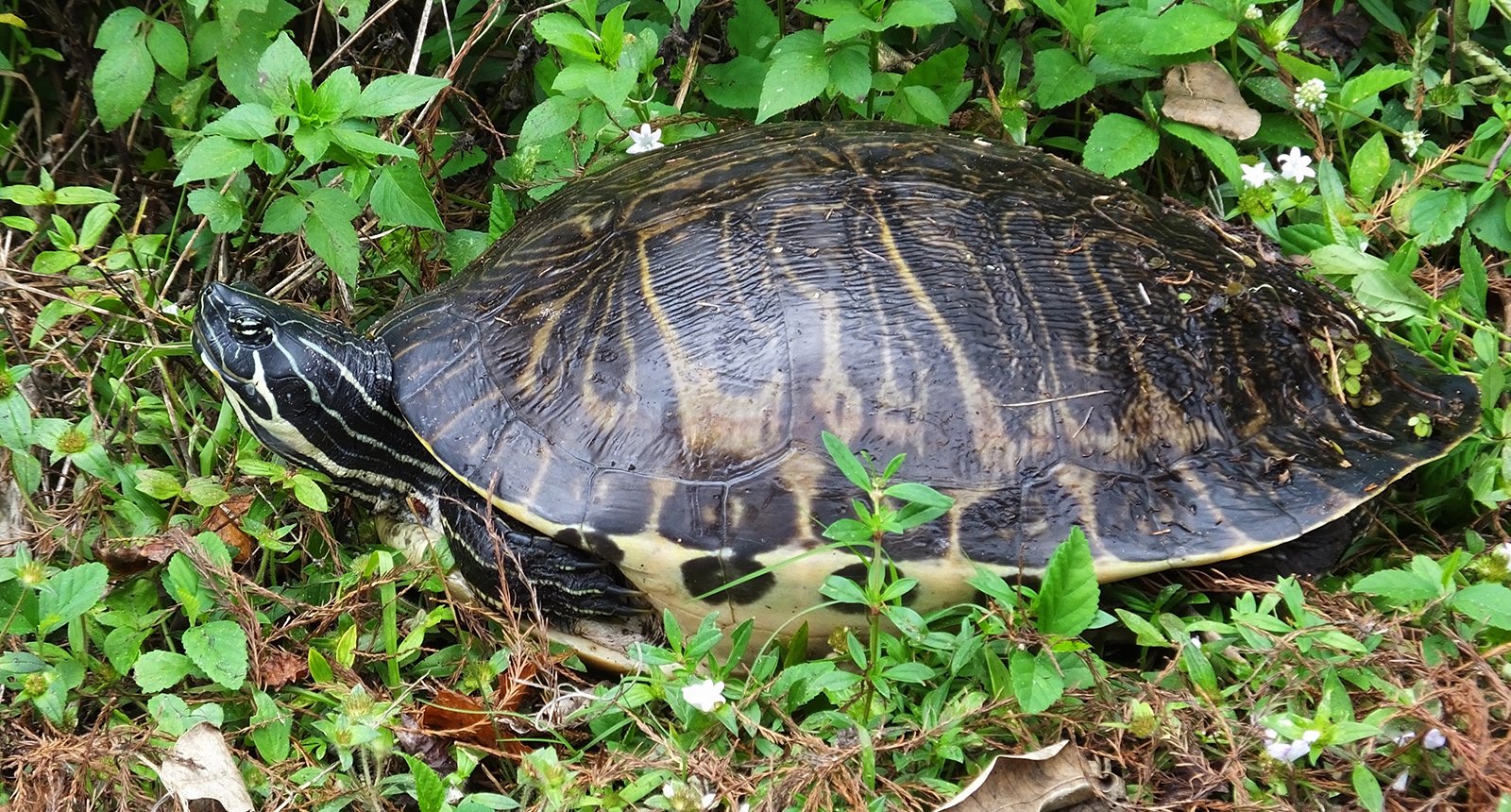 Peninsula cooter