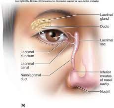 why does your nose run when you cry?