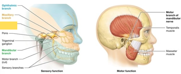 <p><span style="background-color: transparent; font-family: &quot;Times New Roman&quot;, serif;"><span>Sensory detects facial sensation, including stimuli from the oral and nasal cavities; motor supply to the masseter and temporalis muscles, which elevate the mandible (close the jaw) during mastication (chewing) and swallowing</span></span></p>