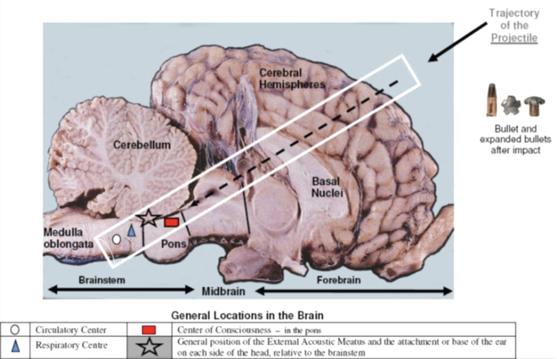 <p>Destruction of midbrain centers → bilateral lesion of the rostral pons → mostly for large animals or production </p><ul><li><p>Stunning </p></li><li><p>Captive bolt</p></li><li><p>Gunshot</p></li><li><p>Cervical dislocation</p></li><li><p>Electrocution </p></li><li><p>Exsanguination </p></li></ul><p></p>