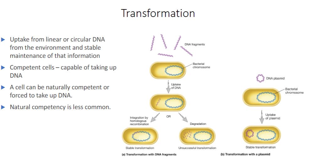 <p>Another HGT mechanism is transformation, discovered by Fred Griffith in 1928. Transformation is the uptake of circular or linear DNA from the environment outside the cell and maintenance of the DNA in the recipient cell in a heritable form. Natural transformation is distinct from artificial transformation, a laboratory technique that induces cells to take up DNA. Natural transformation has been observed in some archaea and in members of several bacterial phyla. It occurs in soil and aquatic ecosystems, in vivo during infection, and in biofilm and other microbial communities. Introducing recombinant DNA to host cells (section 31.1) Natural transformation occurs when bacteria lyse and release their DNA into the surrounding environment. These fragments may be relatively large and contain multiple genes. If a fragment contacts a competent cell-a cell that is able to take up DNA and be transformed-the DNA is bound to the cell and imported (figure 12.24a). The transformation frequency of competent cells is around 103 for most genera when an excess of DNA is used. That is, about one cell in every thousand will take up and integrate the gene.</p><p>-image below Bacterial Transformation. The transforming DNA is in purple. (a) Integration of linear DNA is at a homologous region of the genome. (b) Transformation with a plasmid often is induced artificially in the laboratory.</p>