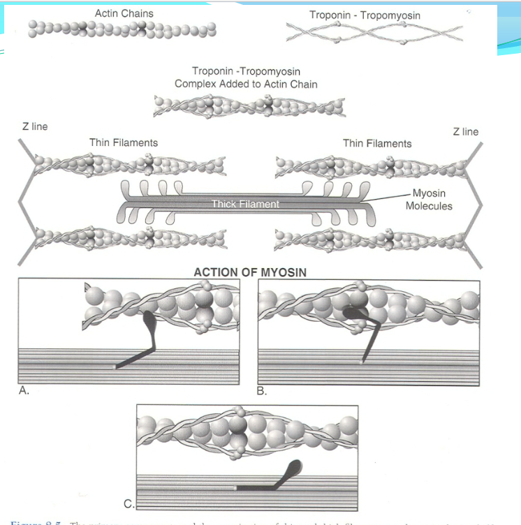 <p>Actin (most prominent, 2 strands wound around each other)</p><p>Tropomyosin (2 strands wound around each other, and spiral around actin)</p><p>Troponin (bound to tropomyosin at specific sites, together called troponin-tropomyosin complex)</p>