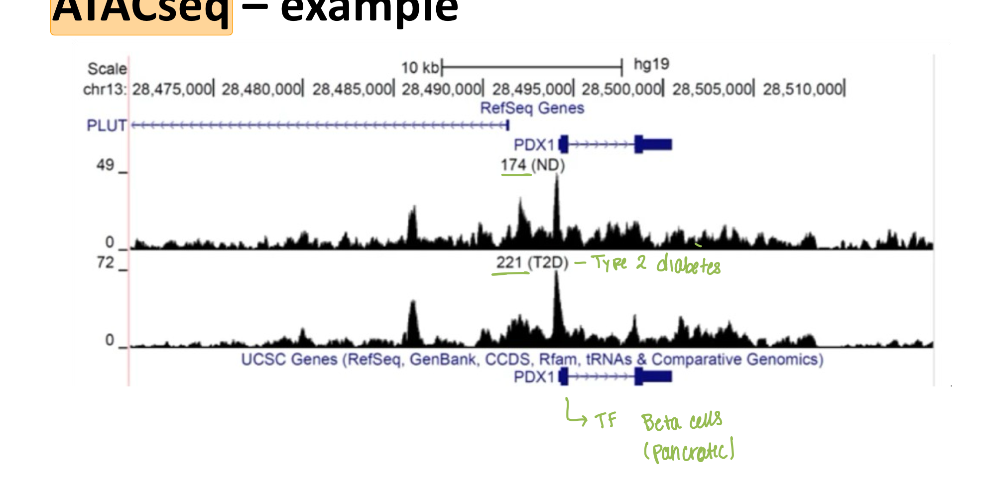 <p>Peaks correspond to locations of open chromatin (<strong>promoter regions)</strong></p>