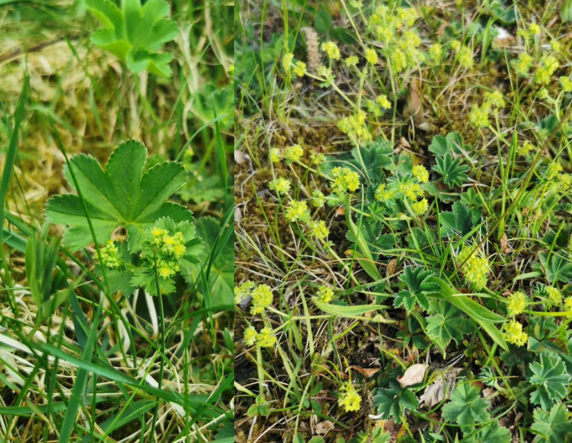 <p>Namnet kommer från att det på morgonen ofta ligger en vattendroppe skålen som bladet bildar. </p>
