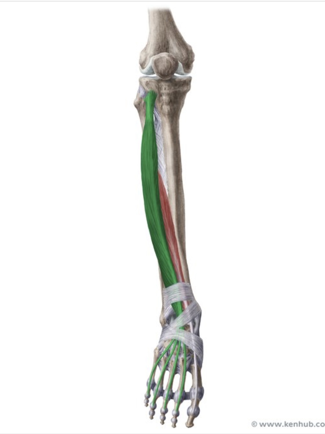 knowt flashcard image