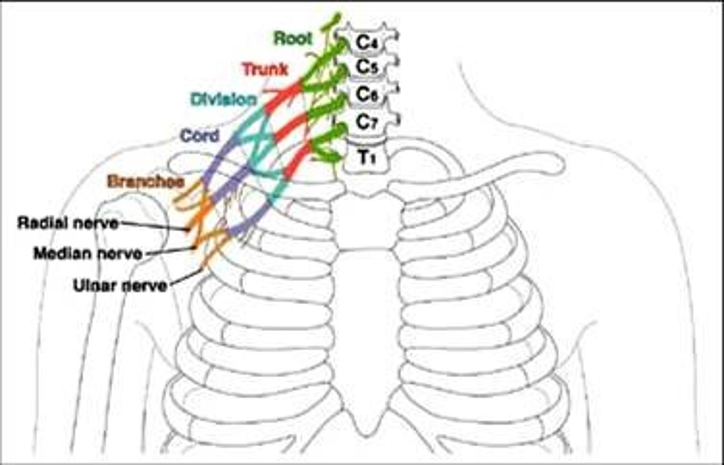 <p>1.Posterior cord</p><p>2.Medial cord</p><p>3.Lateral cord</p>