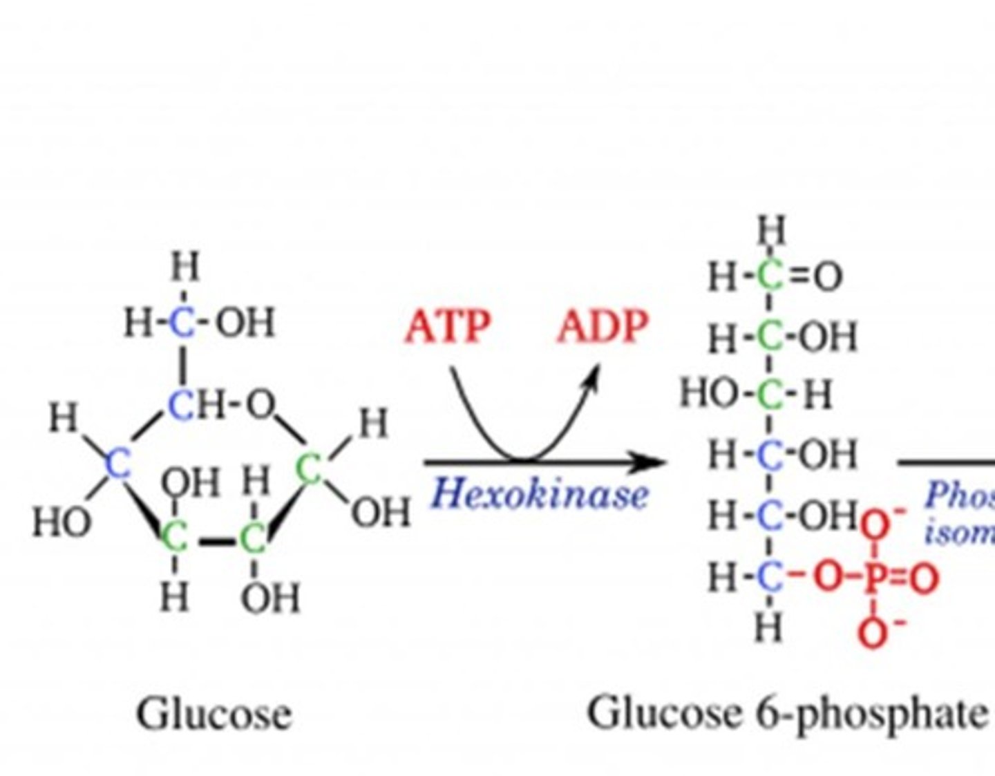 <p>Phosphorylation of glucose to form glucose-6-phosphate by Hexokinase or Glucokinase.</p>