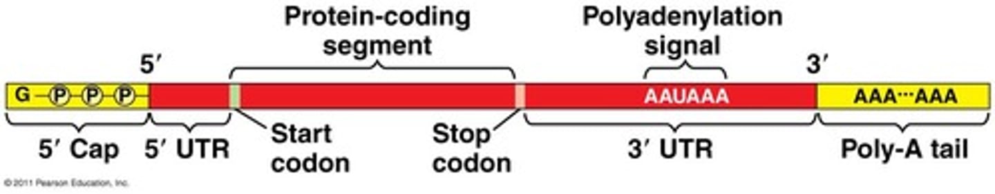 <p>Messenger RNA, carries genetic information.</p>