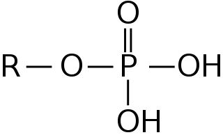 polar side group, usually loses its hydrogens to become negatively charged