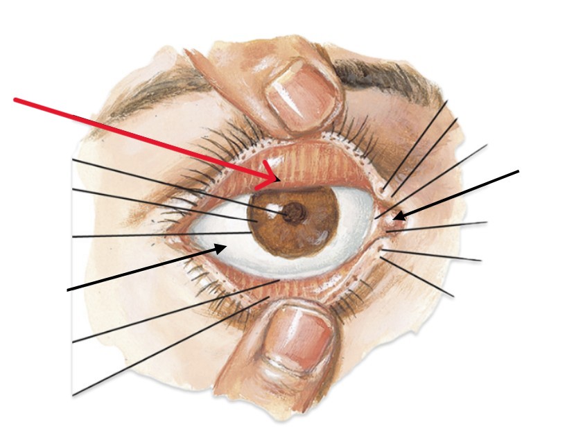 <p>Which part of the eye is:</p><ul><li><p>Pink tissue under eyelid</p></li></ul><p></p>