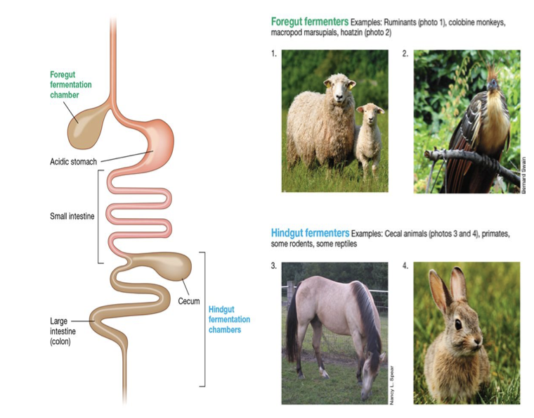 <ul><li><p><span>Foregut fermenters are more efficient at digesting plant material</span></p><ul><li><p><span>horses vs cows</span></p></li></ul></li><li><p><span>Foregut fermenters get more protein from the microbes that pass with the food into the acid stomach</span></p></li><li><p><span>Some hindgut fermenters (rabbits) will practice coprophagy to recover some lost microbes and lost proteins</span></p></li></ul>
