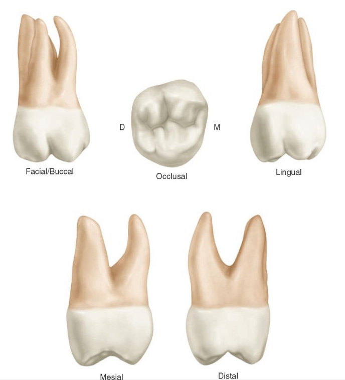 <p>What is this tooth ?</p>