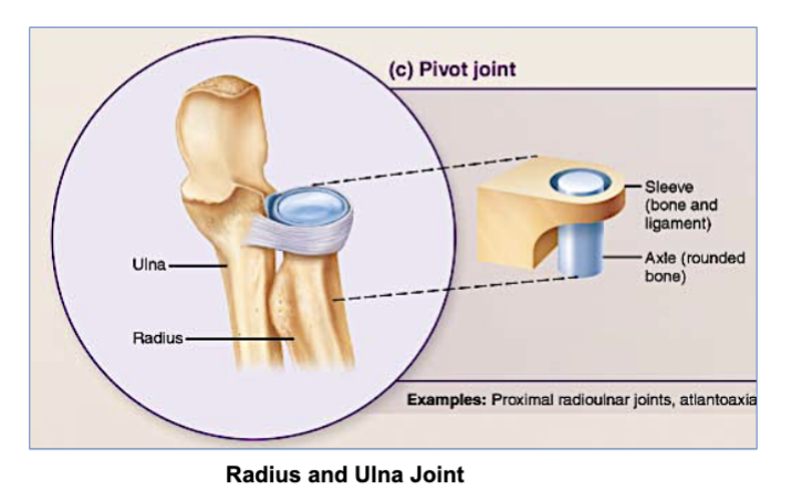 <p>pivot joints</p>