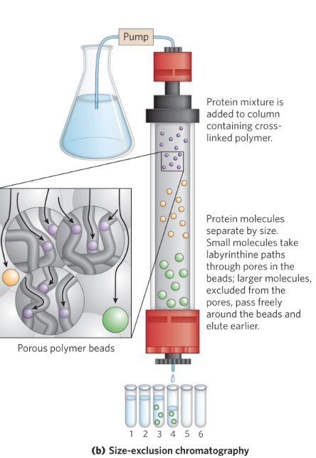 <p>large proteins emerge from the column before small proteins</p><ul><li><p>small proteins have to go through the beads but the big ones just pass freely around beads</p></li></ul><p></p>