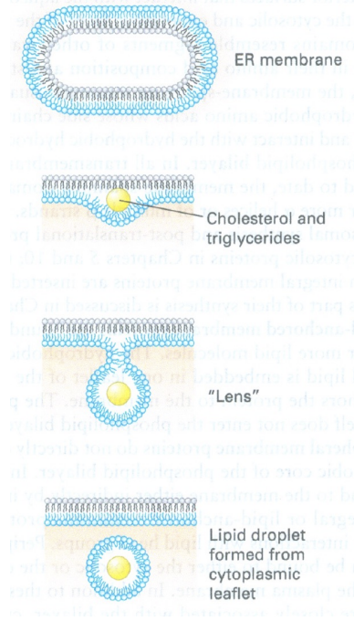 <ul><li><p>they bud off into the CELL CYTOPLASM</p></li><li><p>not into the ER lumen</p></li><li><p>thats why he says “droplets are generated from membranes” </p></li></ul><p></p>