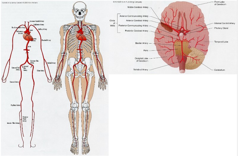 aorta branches into 3 parts

* Right side: Brachiocephalic Artery
  * right common carotid artery
* Left common carotid artery
* subclavian artery