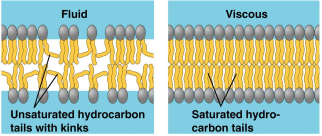 Double bonds bends fatty acid chains preventing phospholipids from tight packing