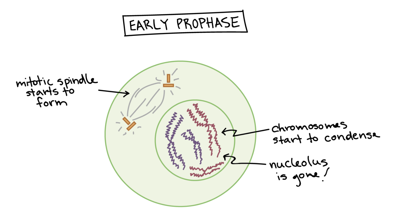 <p>cromatin condenses into chromosomes cell breaks down some structures and builds others up while the mitotic spindle begins to form and the nucleus disappears</p>