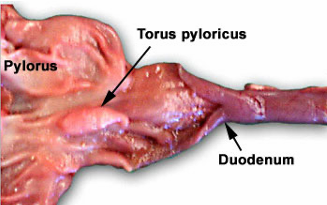 <ul><li><p>Small lump of tissue by the pyloris</p><ul><li><p>Found in pigs and ruminants</p></li></ul></li></ul><p></p>
