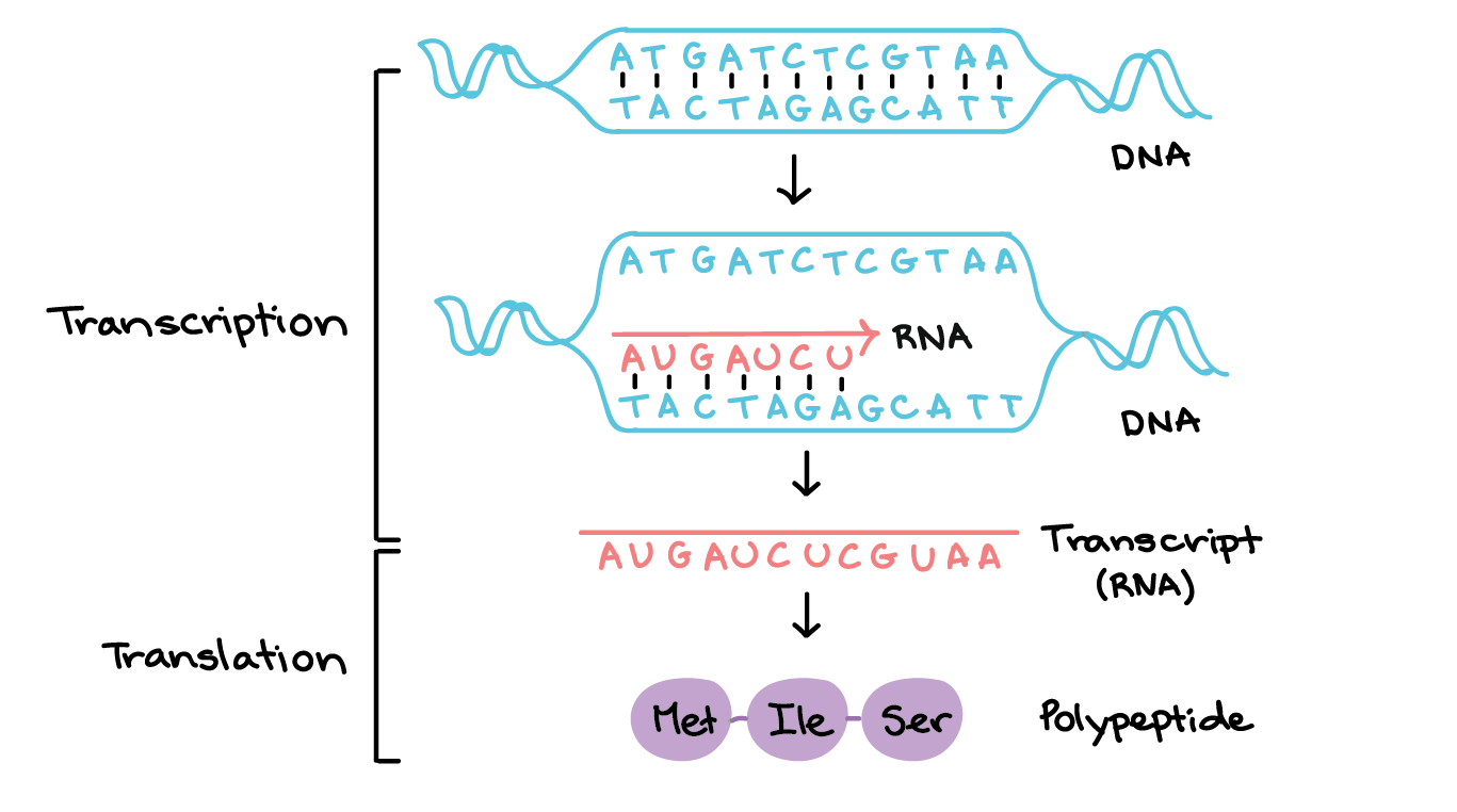 <p>the process by which a cell makes an RNA copy of a piece of DNA<span>.</span></p>