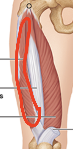 <p>Underneath Rectus Femoris</p>