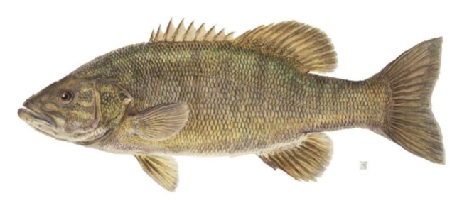 <p>Micropeterus dolomieui</p>