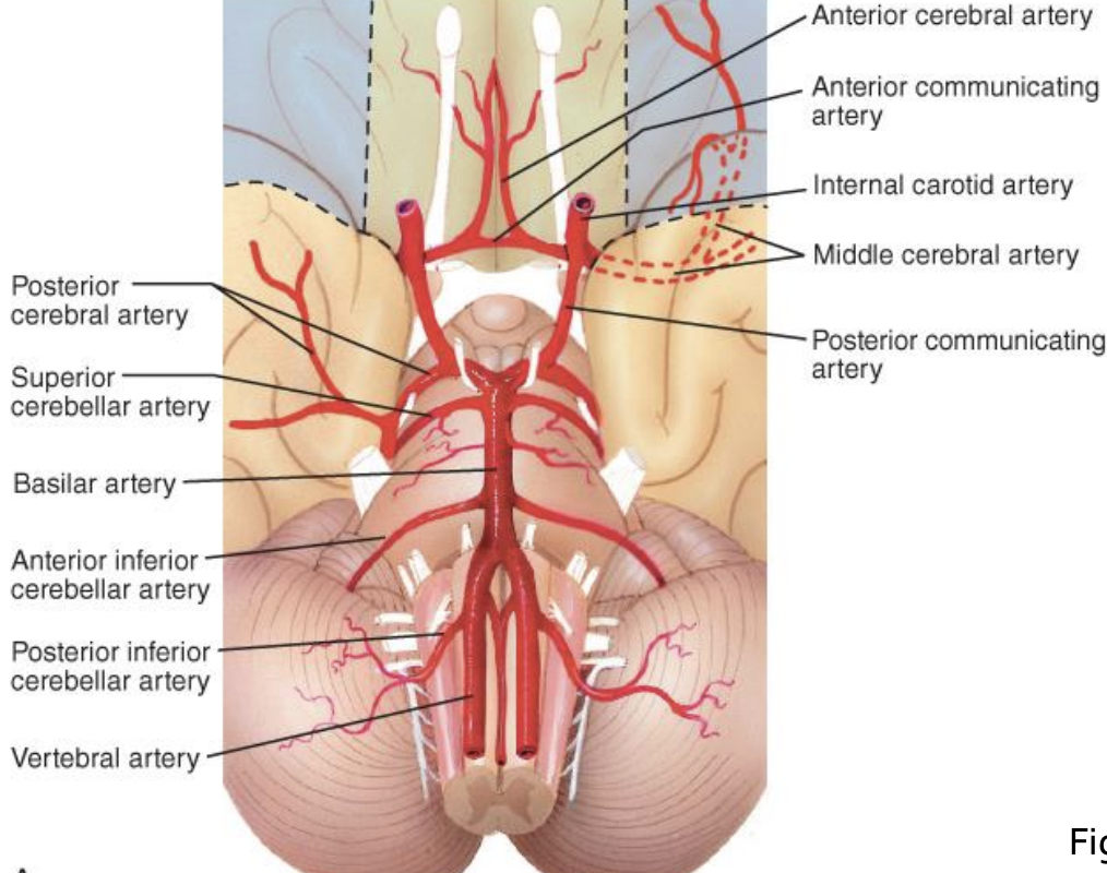 <p>Anterior spinal A., vertebral A., and PICA </p>