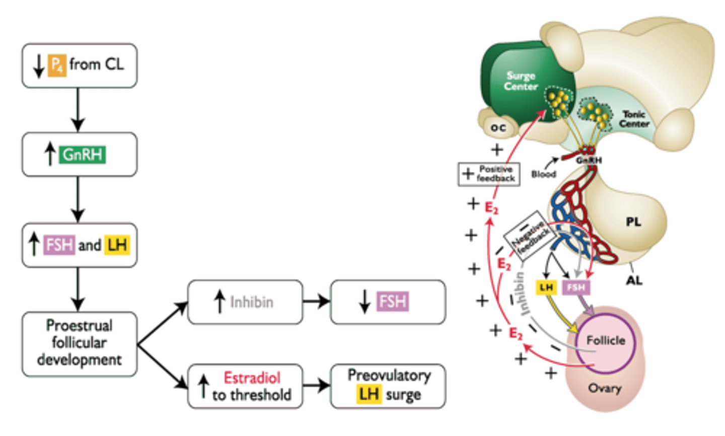 <p>Mammals that release eggs without needing to mate. This happens at regular intervals, and is controlled by a cycle of hormones.</p><p>Ex. Humans, dogs, sheep</p>