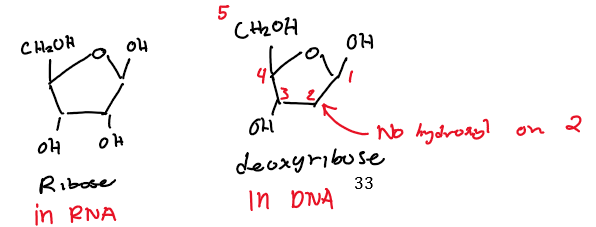 <p>DNA uses deoxyribose as the sugar molecule, while RNA uses ribose. You can tell the difference by observing whether there are two OH groups on the bottom of the sugar or one. (DNA = deoxyribose = no OH on C2).</p>