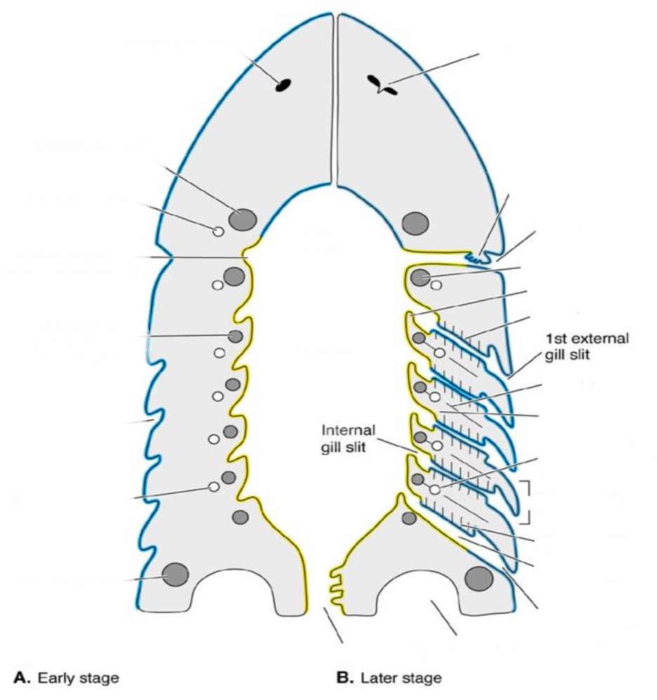 <p>Openings between gill arches, for H2O passage</p>