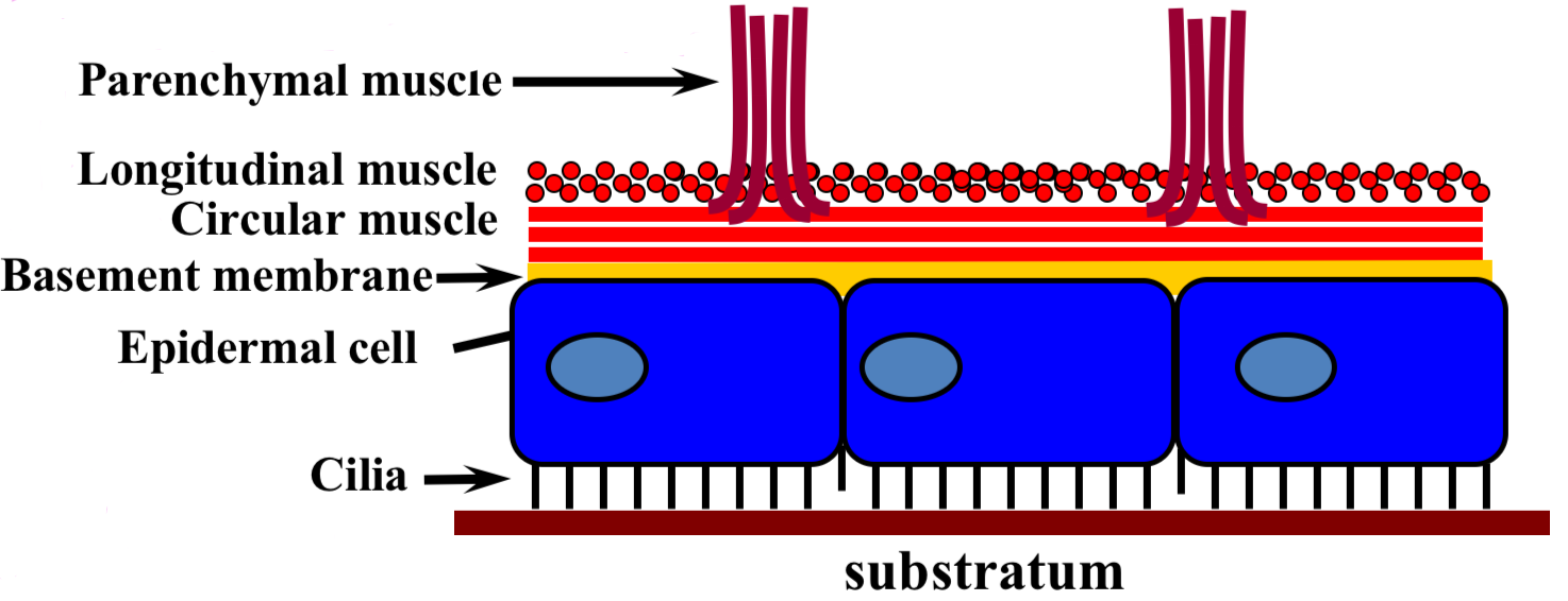 <ul><li><p><strong>Parenchymal muscle fibers</strong> = shape &amp; hardness </p></li><li><p><strong>Longitudinal muscle</strong> = contract body to pull in </p></li><li><p><strong>Circular muscle</strong> = elongate body </p></li><li><p><strong>Basement membrane</strong> = support </p></li><li><p><strong>Epidermal cell</strong> = rhabdite cells make slime</p></li><li><p><strong>Cilia</strong> = beat in waves to glide in slime </p></li></ul><p></p>